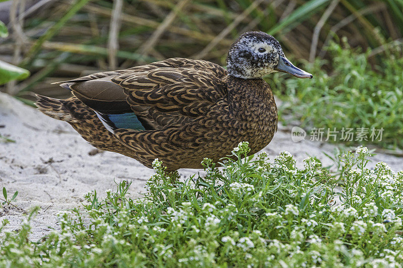 The Laysan Duck (Anas laysanensis), also known as the Laysan Teal because of its small size, is an endangered dabbling duck endemic to the Hawaiian Islands. Today survive only on three small, isolated islands. Papahānaumokuākea Marine National Monument,